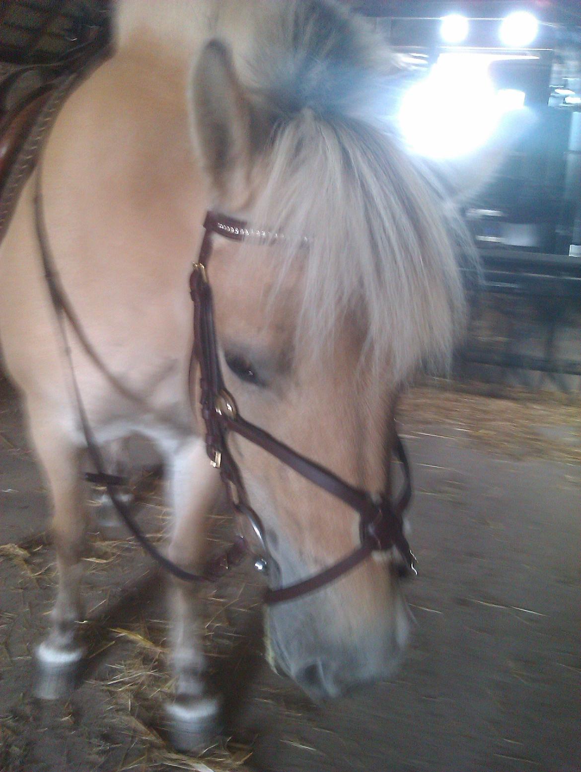 Fjordhest Ophelia min skønne pony billede 12