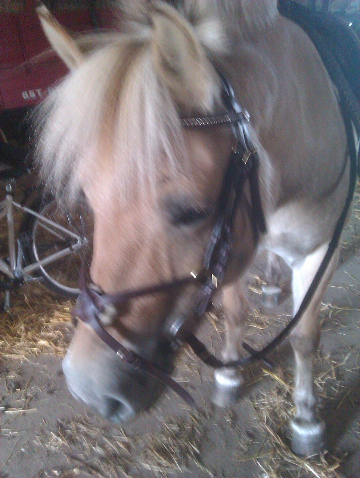 Fjordhest Ophelia min skønne pony billede 8
