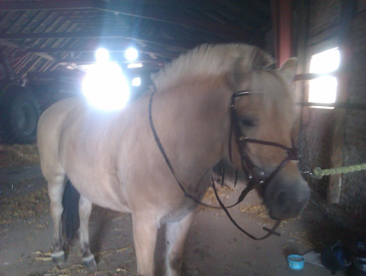 Fjordhest Ophelia min skønne pony billede 14