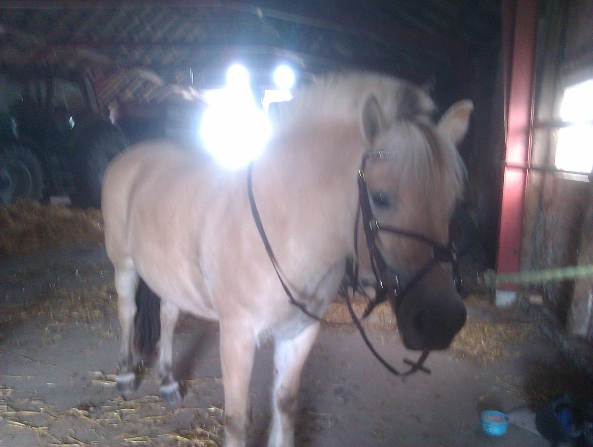 Fjordhest Ophelia min skønne pony billede 10