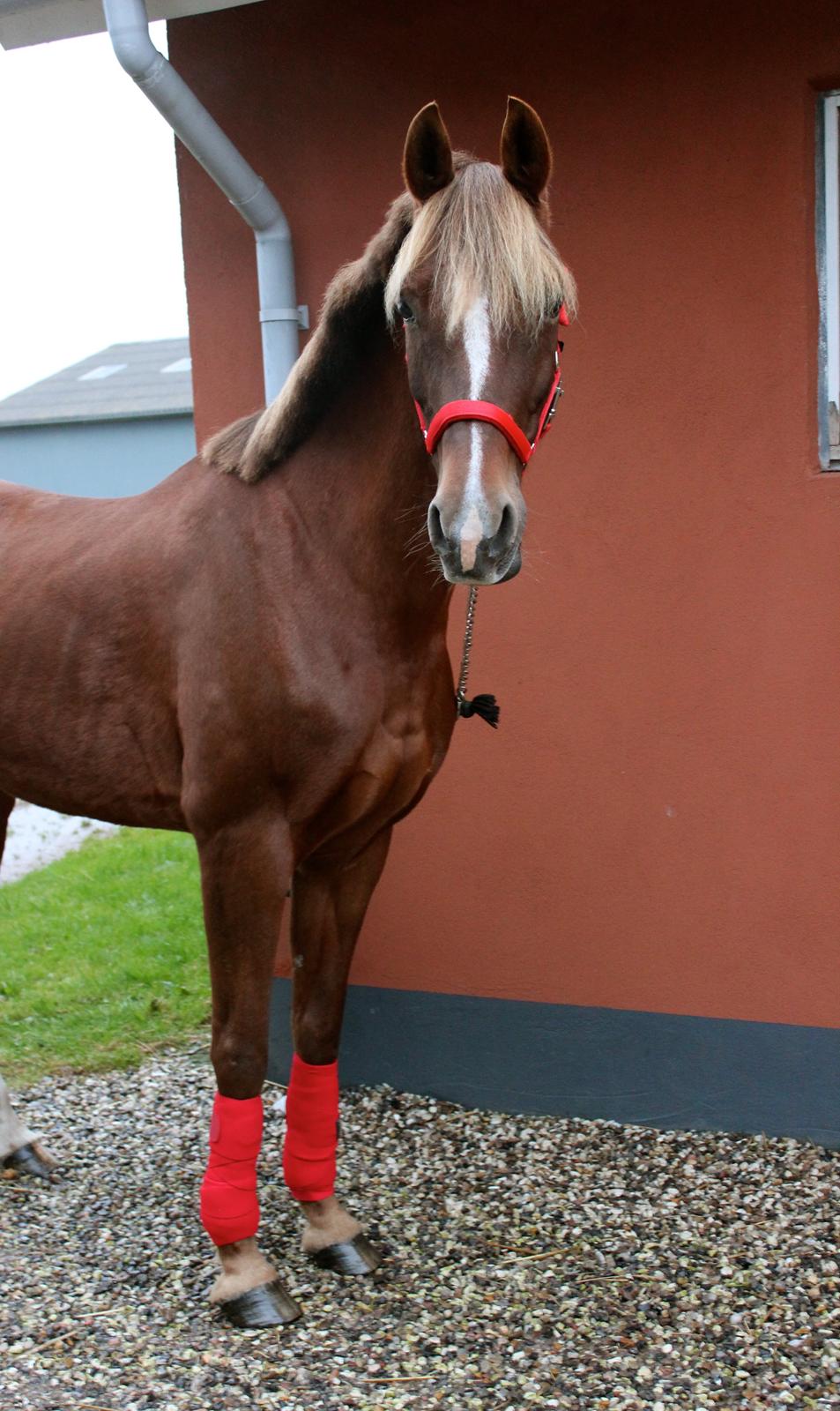Hollandsk Sportspony Jasmijn Hoeve's Ginger - dag 1 billede 1