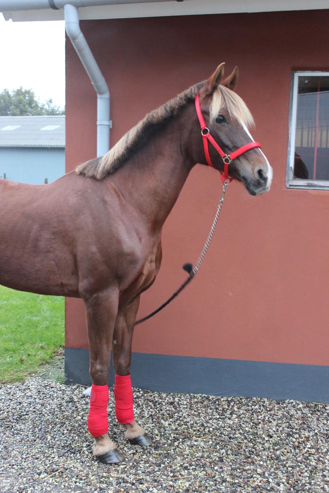 Hollandsk Sportspony Jasmijn Hoeve's Ginger - Dag 1 billede 2