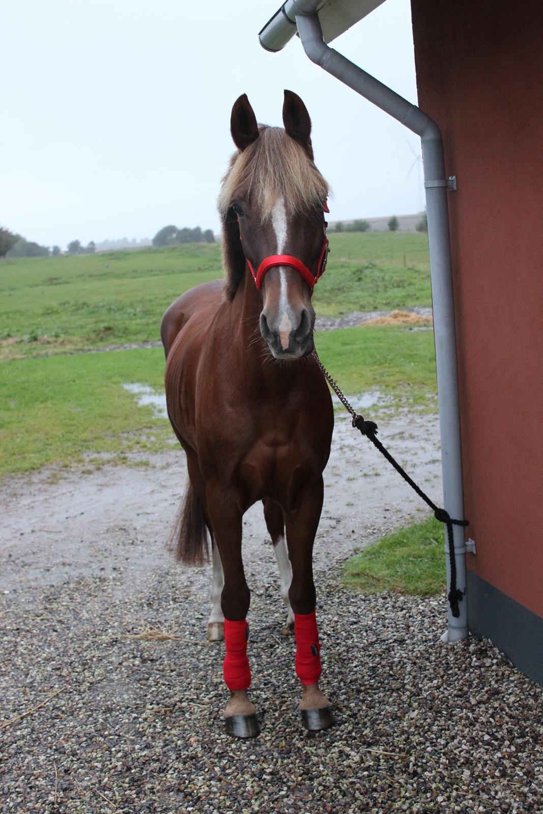 Hollandsk Sportspony Jasmijn Hoeve's Ginger - Dag 1 billede 3