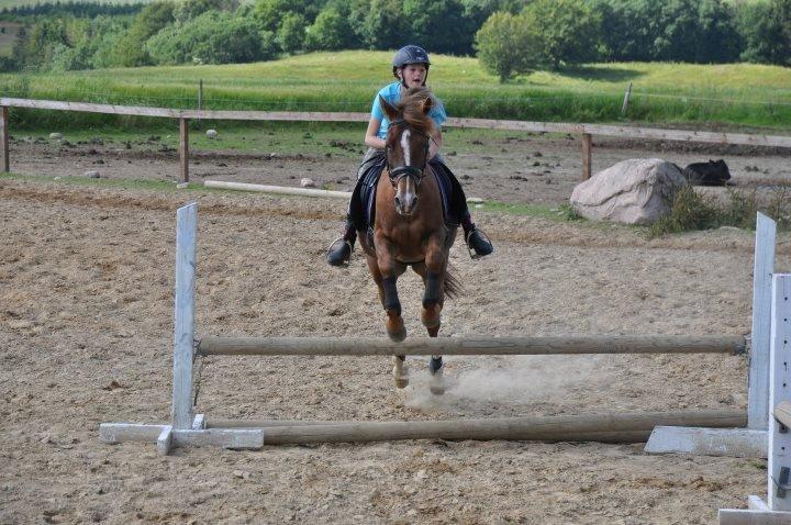 Hollandsk Sportspony Jasmijn Hoeve's Ginger - Alexia og Ginger billede 4