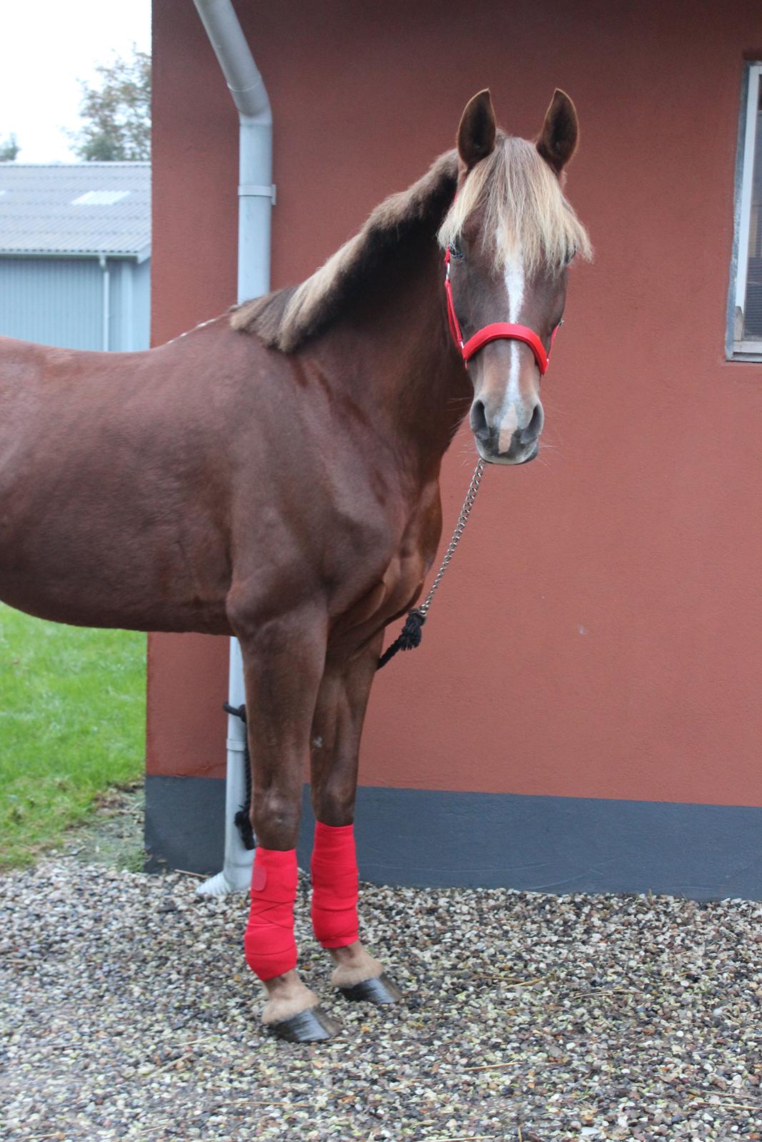 Hollandsk Sportspony Jasmijn Hoeve's Ginger - Dag 1 billede 5