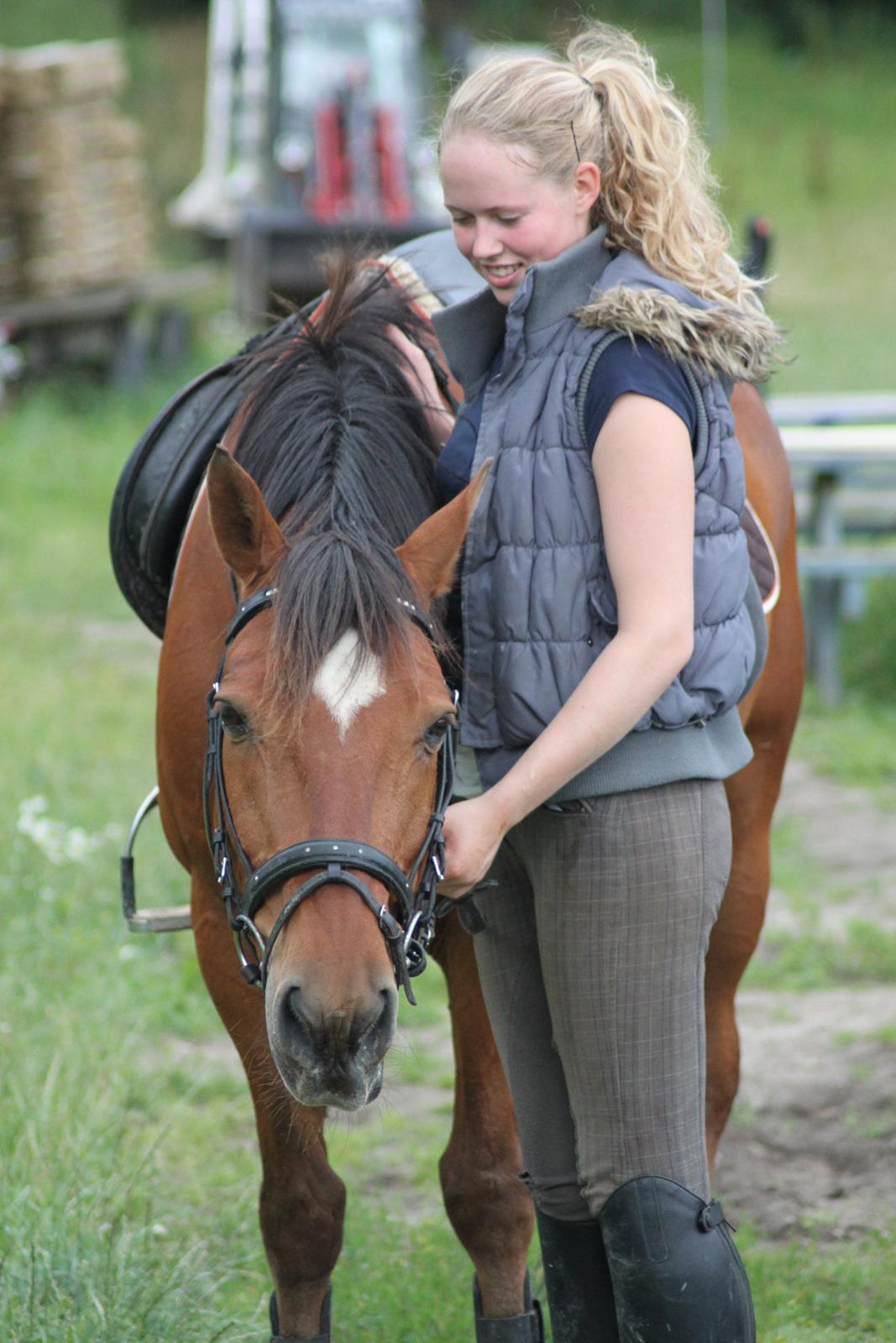 Welsh Partbred (Sec F) Bonjour Boyard billede 6