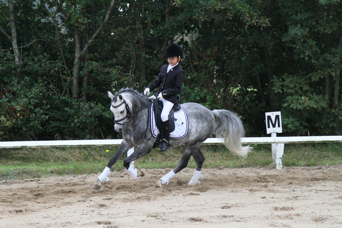Welsh Pony (sec B) Clausholm Lord Joker Danmarksmester kat III 2015 - Pokalstævne Helle rideklub billede 14