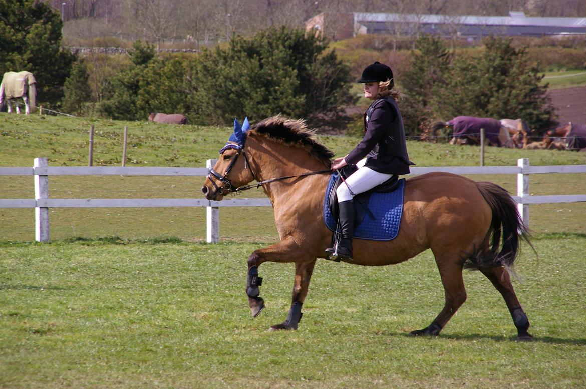 Anden særlig race Topsy SOLGT billede 11