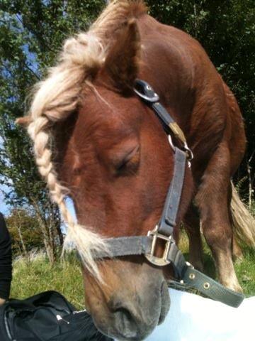 Shetlænder Cocio One billede 5