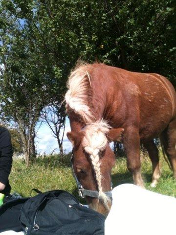 Shetlænder Cocio One billede 3