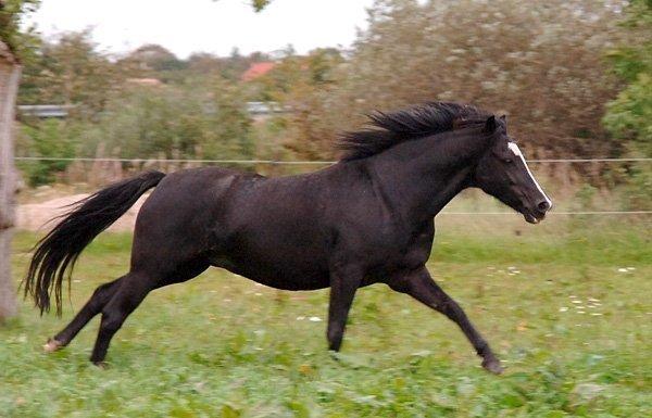 Welsh Pony (sec B) Barnhoeve's Alex billede 2