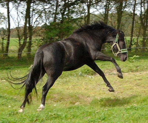 Welsh Pony (sec B) Barnhoeve's Alex billede 3