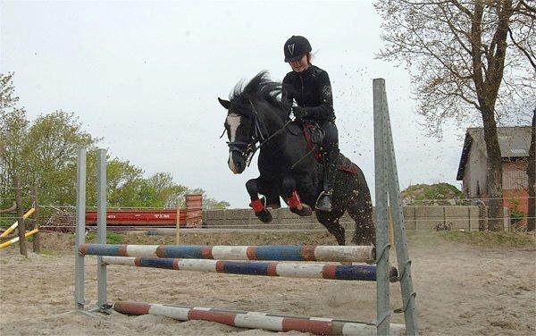 Welsh Pony (sec B) Barnhoeve's Alex billede 5