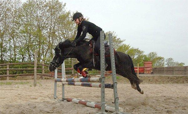 Welsh Pony (sec B) Barnhoeve's Alex billede 6