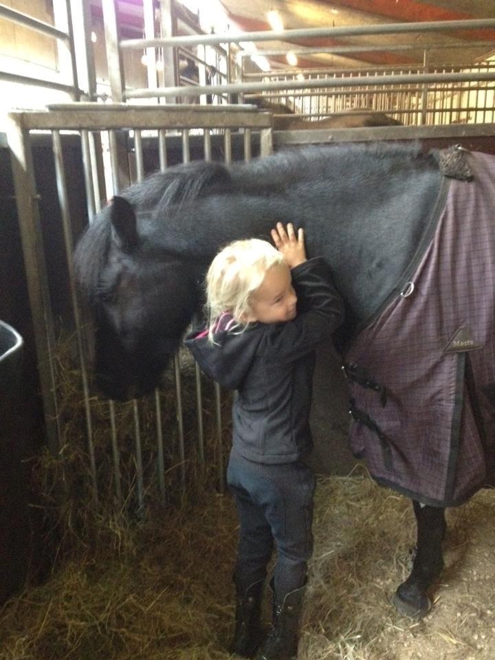 Welsh Pony (sec B) Barnhoeve's Alex billede 8