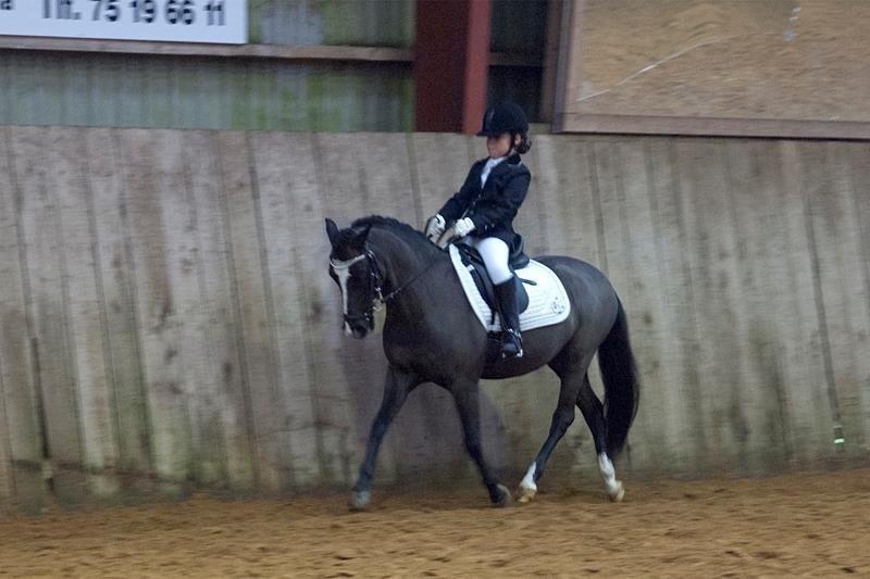 Welsh Pony (sec B) Barnhoeve's Alex billede 12