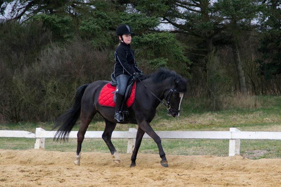 Welsh Pony (sec B) Barnhoeve's Alex billede 13