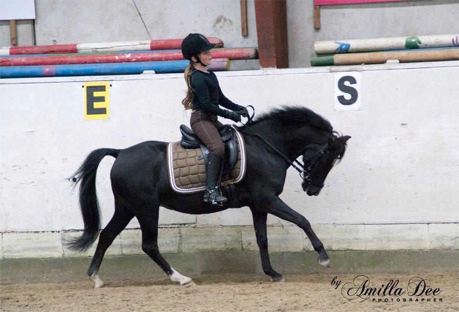 Welsh Pony (sec B) Barnhoeve's Alex billede 1