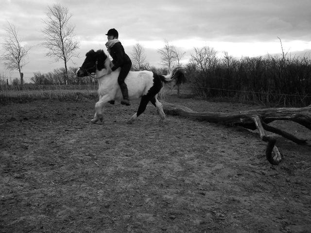 Anden særlig race Plet...<33 - springning i grime,uden sadel og over en træstamme billede 18