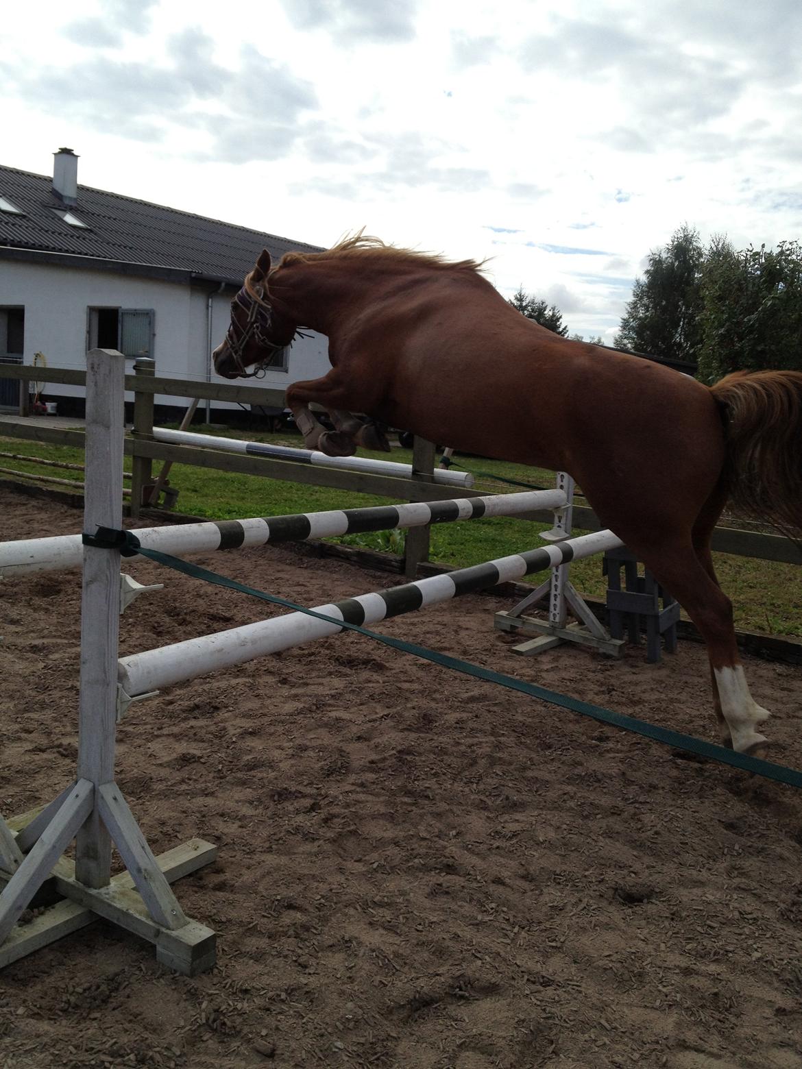 Welsh Mountain (sec A) Rosengårdens Puskas  - Bevis på 100% spring pony!<3 billede 23