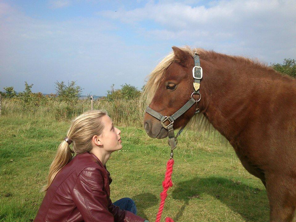 Shetlænder Cocio One billede 2