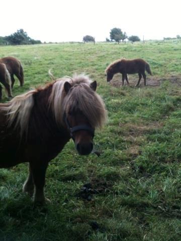 Shetlænder Cocio One billede 6