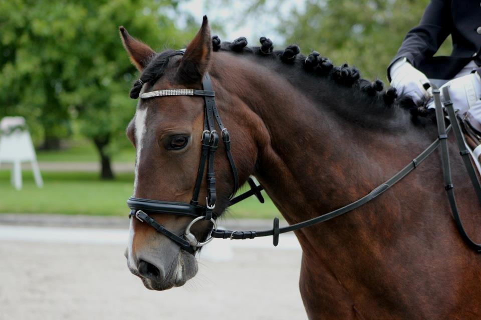 Welsh Cob (sec D) Søegaardens Miss Gipsy - Til Stævne på NSR D. 2 sept. 63,63 % Andet dressur stævne og 2. uplaceret billede 16