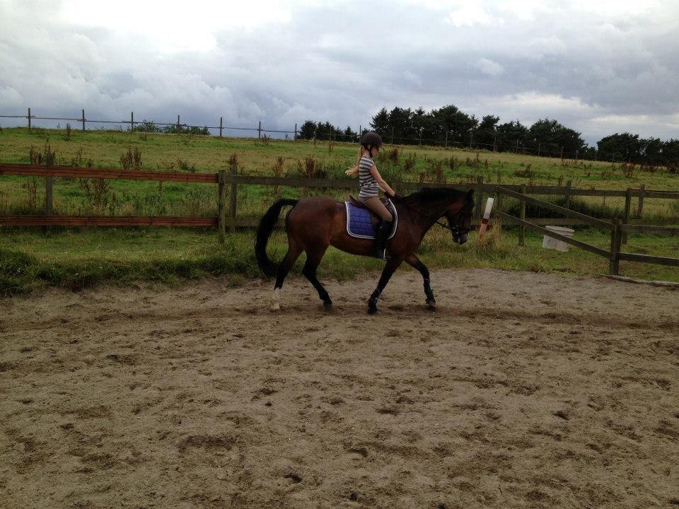 Welsh Cob (sec D) Søegaardens Miss Gipsy billede 17