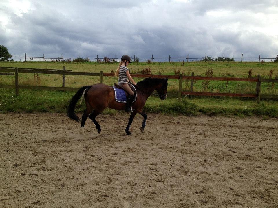 Welsh Cob (sec D) Søegaardens Miss Gipsy billede 18