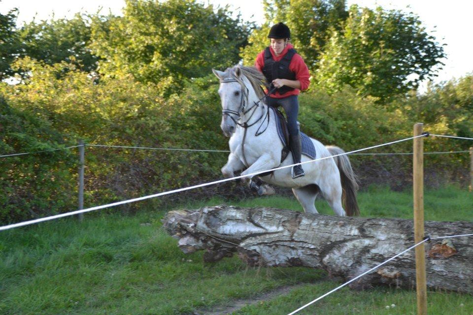 Anden særlig race Misty - Springtræning på marken! 

Foto: Cecilie  billede 9