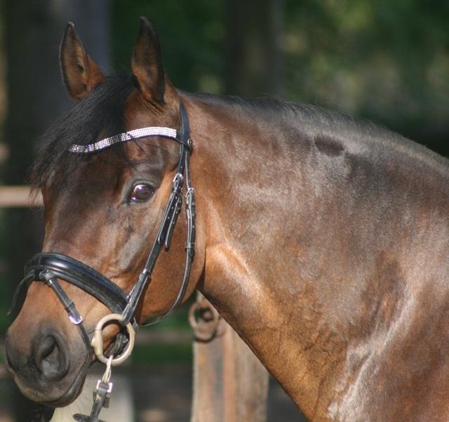 Tysk Varmblod Hotmail S billede 8