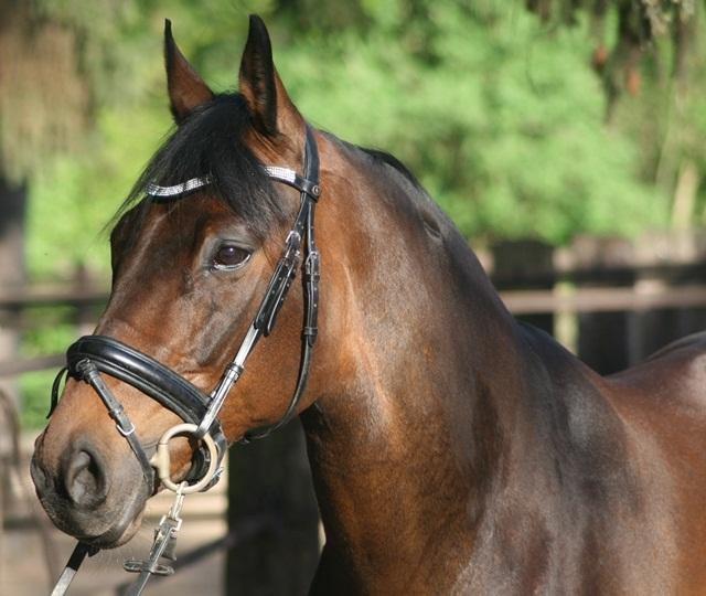 Tysk Varmblod Hotmail S billede 20