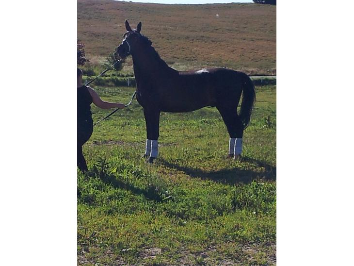 {{currentPhoto.altText}} billede {{currentPhoto.number}}