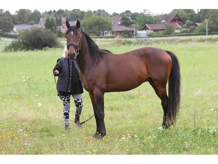 {{currentPhoto.altText}} billede {{currentPhoto.number}}