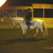 Connemara Cayenne 'død'