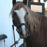 Welsh Pony af Cob-type (sec C) synod Grant(gammel part) 