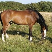 DSP Højvangs Tarif *solgt*