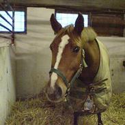 Anden særlig race bliz