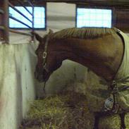 Anden særlig race bliz