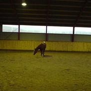 Anden særlig race bliz