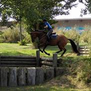 Dansk Varmblod Ørstedlunds Lavendel