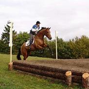 Dansk Varmblod Ørstedlunds Lavendel