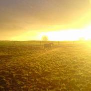 Sportsaraber (A) Kasmira