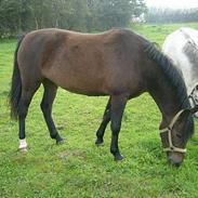 Anden særlig race Kjeldmindes Cherie SOLGT