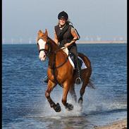 Anden særlig race Jiba (R.I.P)