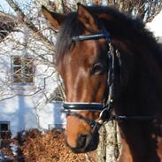 Dansk Varmblod Starlight´s Sidney SOLGT