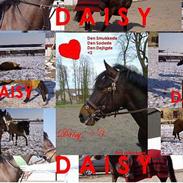 Anden særlig race Daisy