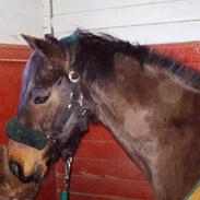 Anden særlig race Daisy