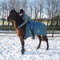 Connemara Torps Oliver  ( Solgt)