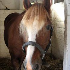 Welsh Pony af Cob-type (sec C) synod Grant(gammel part) 